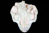 Beautiful Oreodont (Leptauchenia) Skull #77819-1